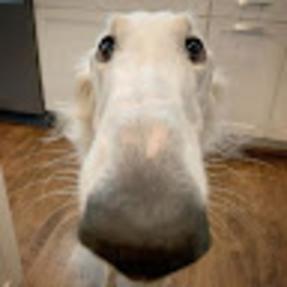 Meet your Posher, Charlotte-alix - Picture 1 of 1